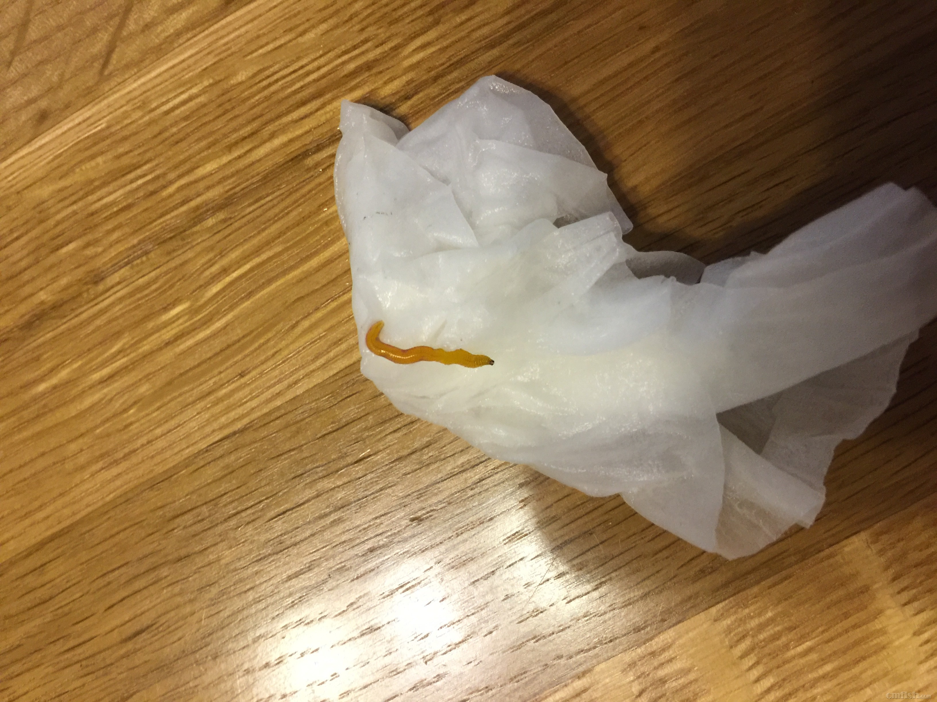 请教,像蚯蚓的虫是什么?