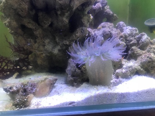 这厮吃了我一假绵羊虾变得如此膨胀