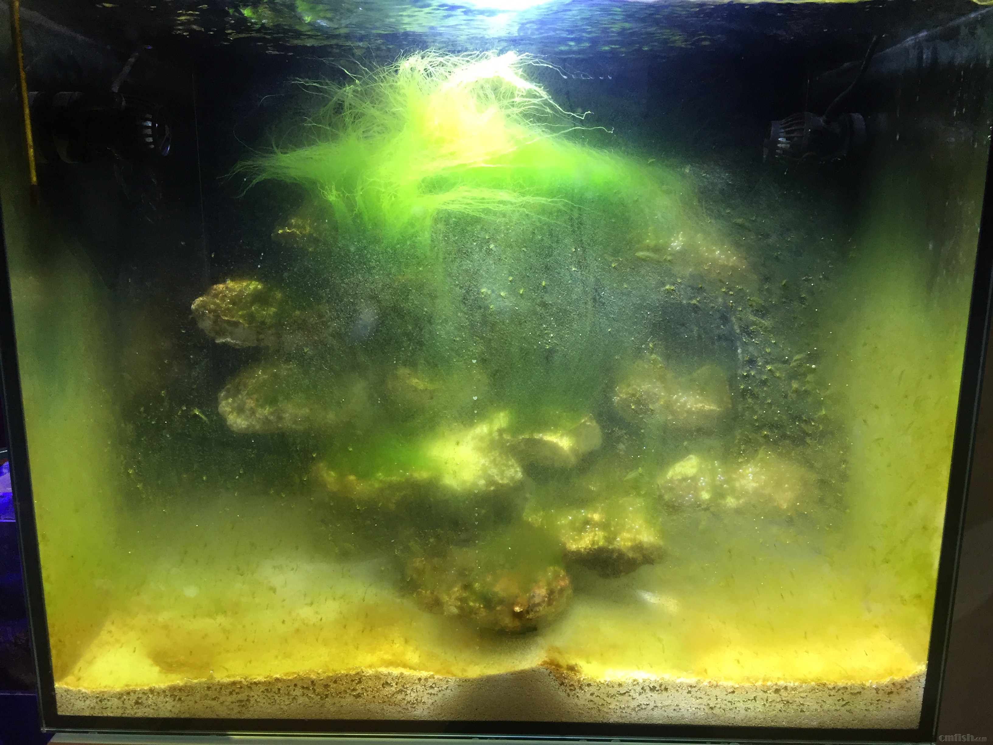 爆藻第11天了,每天18小时,今天测no3在2左右了.