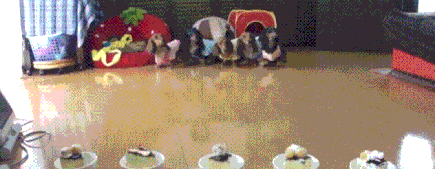 5.gif