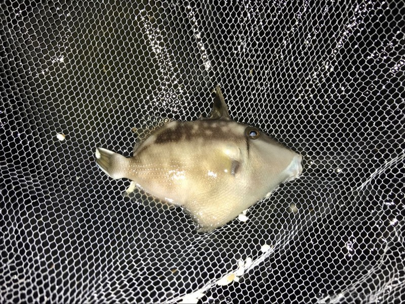 鑫源美常见海水鱼----炮弹类