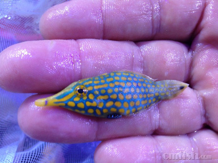 鑫源美常见海水鱼----炮弹类