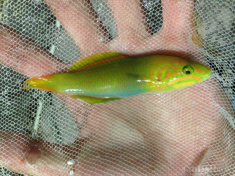 ♥鑫源美常见海水鱼隆头科