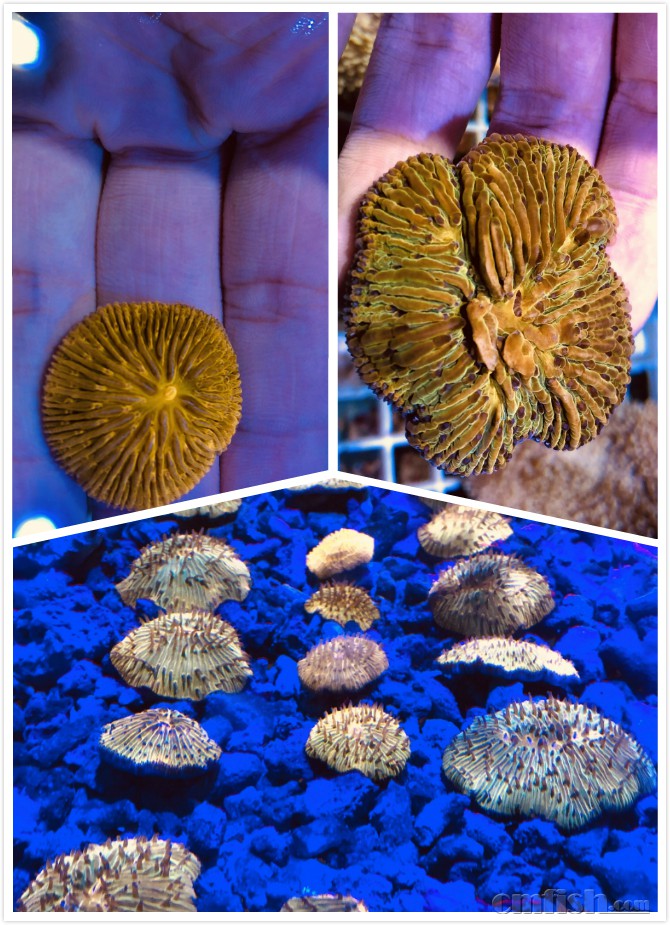 73鑫源美 进口精品珊瑚