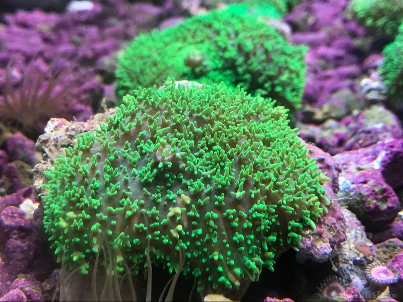 73鑫源美 进口精品珊瑚