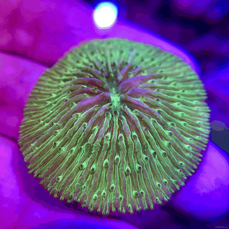 73鑫源美 进口精品珊瑚