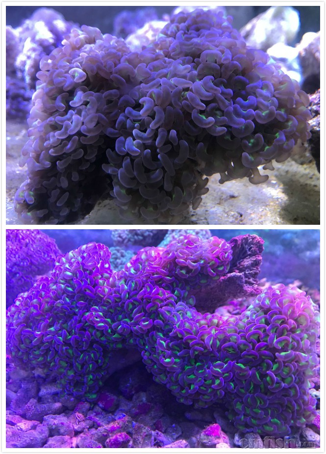 73鑫源美 进口精品珊瑚