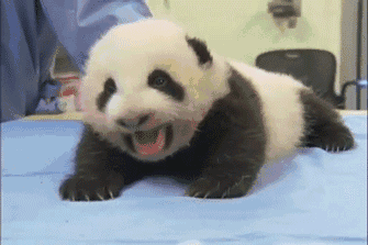 4.gif
