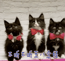 14.gif