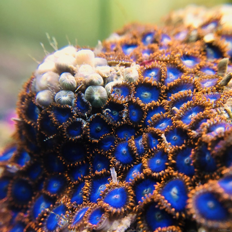 2月17日大量精品珊瑚到货啦!19日(周二)出新单