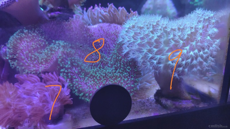 广州出售珊瑚 叠瓦,澳闪千手,纽扣,图钉,绿瓦片(瓦皮,一块成景)