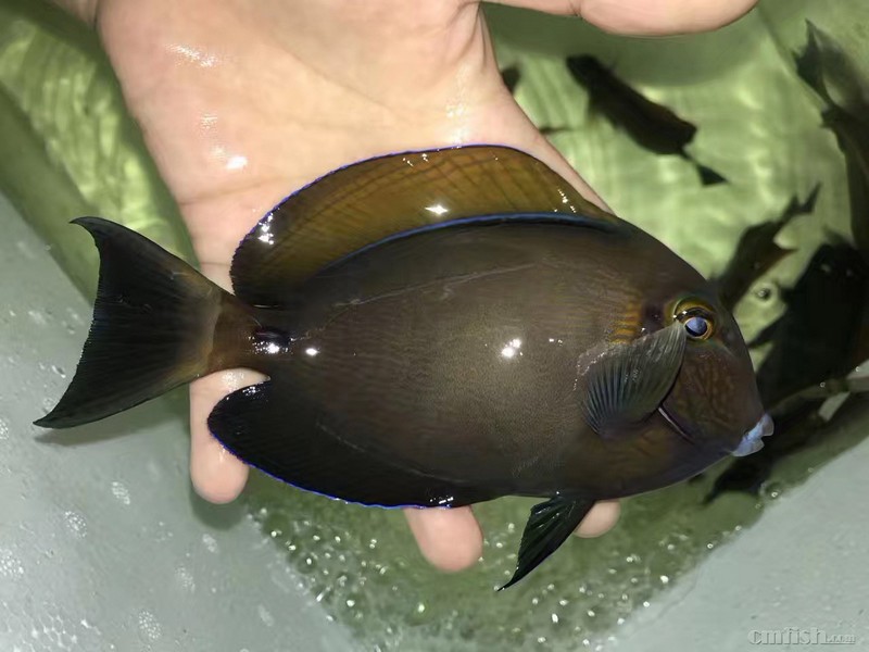 橙波纹吊 (3).jpg