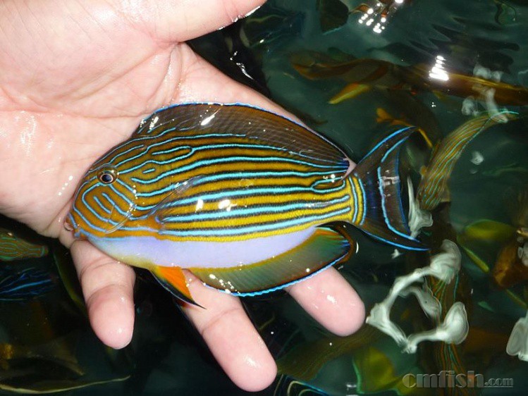 2月25日今天周一火焰仙,夏威夷宝石,柠檬批,鸡心吊,小女王线等大量到