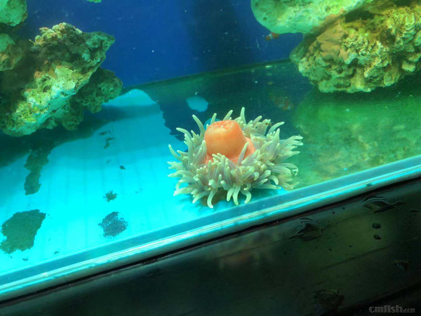 �޴����ŵĺ�Ǻ�����