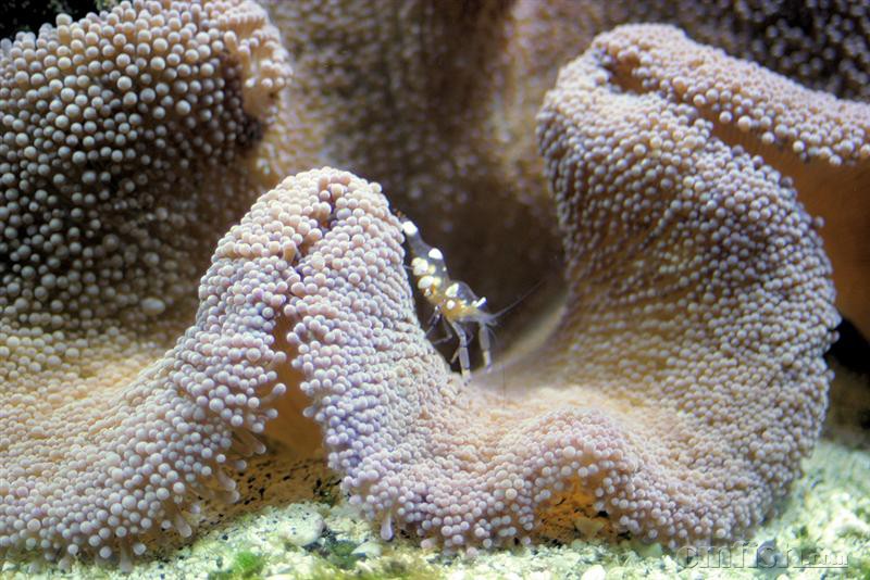 Stichodactyla haddoni��̺������Periclemenes sp. ��������Ϻ.jpg