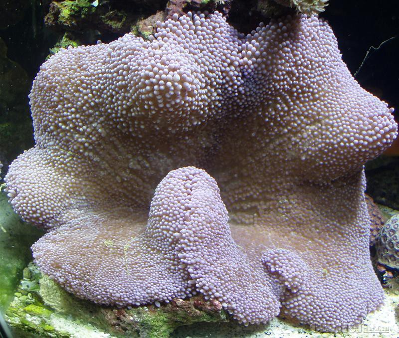 tichodactyla haddoni������ָ��̺����.jpg