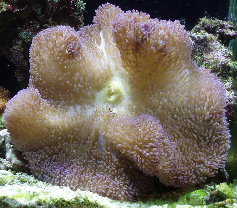 ˮ�������Stichodactyla gigantea.jpg