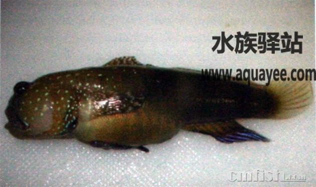 过度喂食富含脂肪的食物，如鱿鱼，可能会引发亲鱼严重的健康问题1.jpg