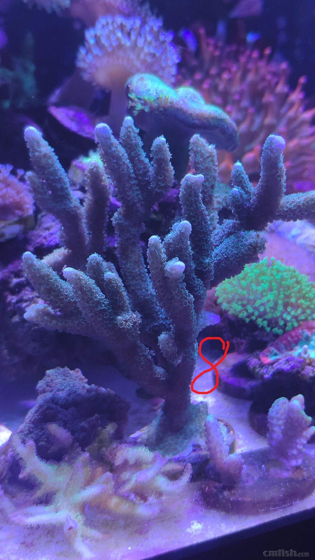 广州出售人工珊瑚 图钉, 闪千手,精品粉红泡泡菇,纽扣