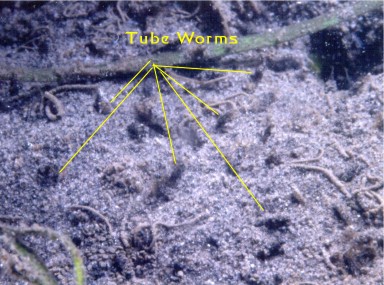 ͼ6 С�͵ĵ�ɰ������桰oweniids��.jpg