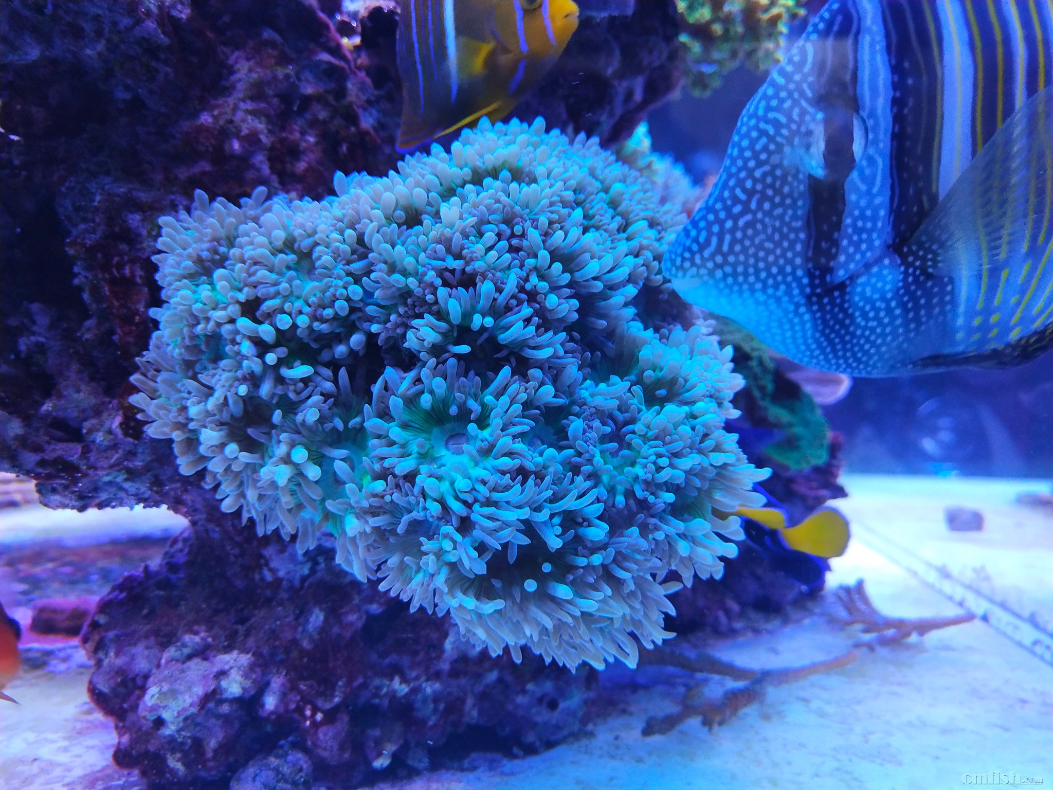 69 北京地区 69 出硬骨—整颗篇   以上珊瑚均是自养三年以上的