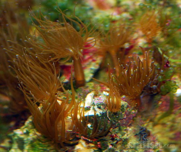 һ�Ź��й���_ Aiptasia2.jpg