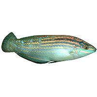 ͼ��Adorned wrasse.jpg