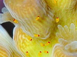 ͼ��Red Bug��Ƭ.jpg