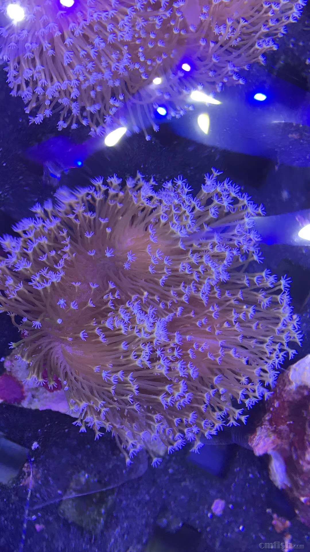 有大神知道这个叫什么皮革吗?