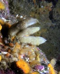 ��_ Grantia �� Scypha .jpg