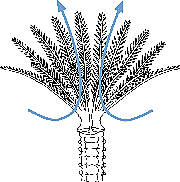 �ܳ�Fan worms.jpg