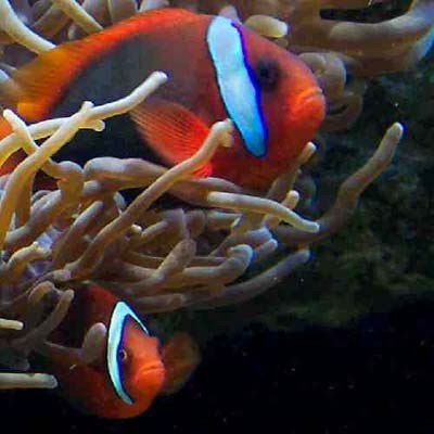 小丑鱼的性别特征[转]