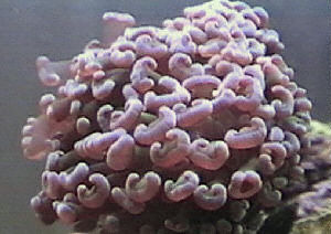 Euphyllia ancora.jpg