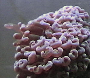 ���ѣ�Euphyllia divisa��.jpg