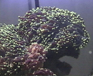 ���ͷ��Euphylia glabrescens��.jpg