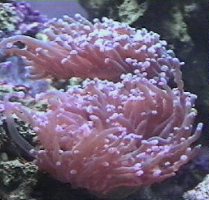����, Euphyllia divisa.jpg