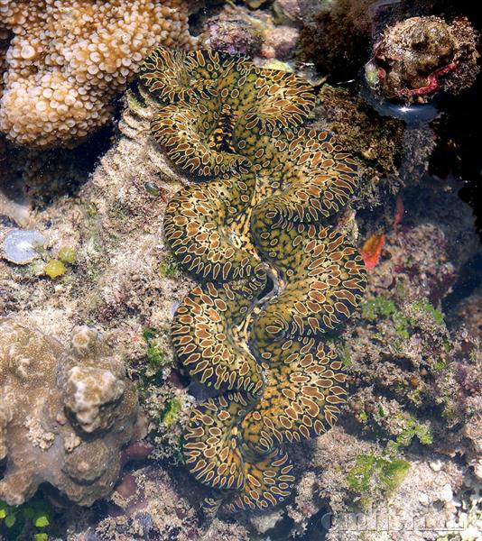 Tridacna maxima��ˮ������.jpg