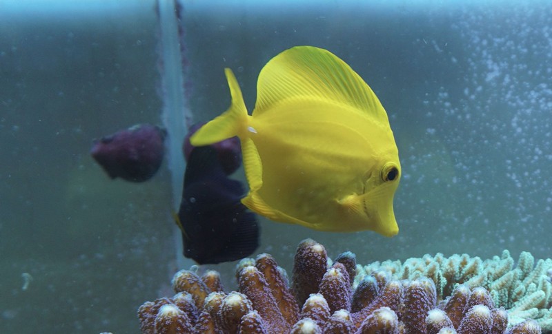 r版进来看看鱼变瘦