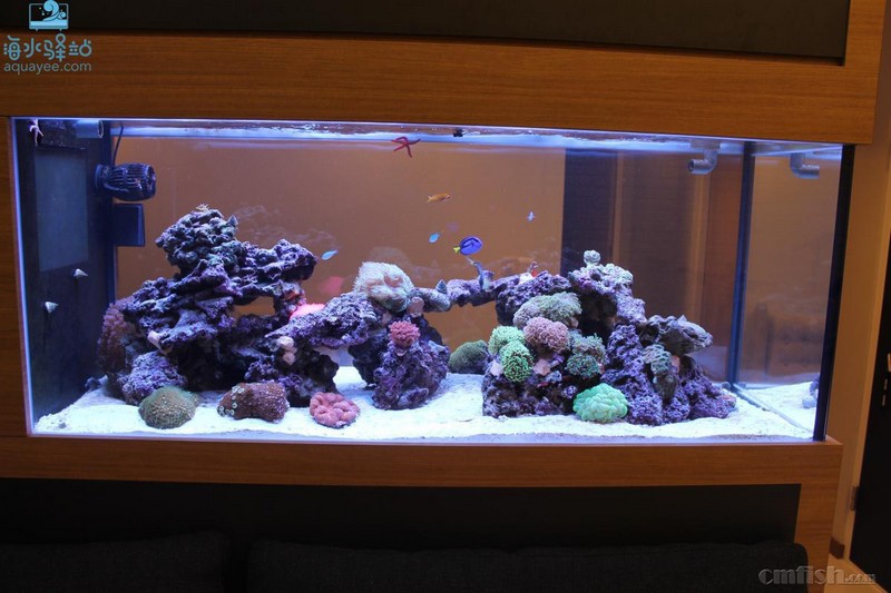 来自新加坡alex的150双面造景海缸[转帖]