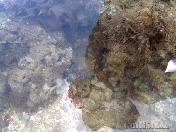 Juvenile Muelleri Butterfly ��.jpg