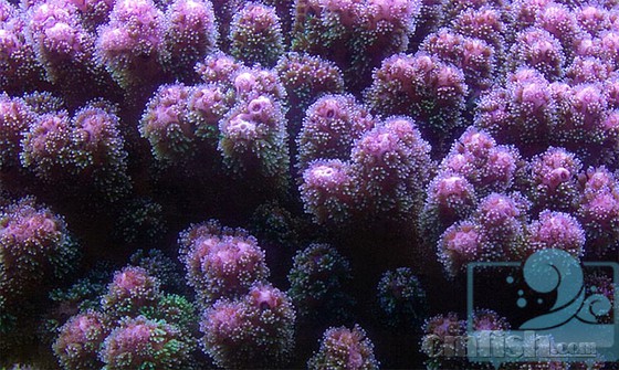 A colony of Pocillopora..jpg