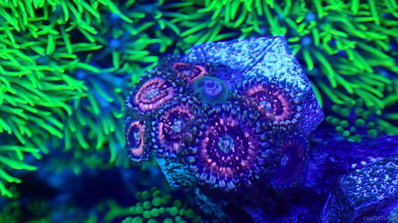 fl022.00461.gif (1).jpeg