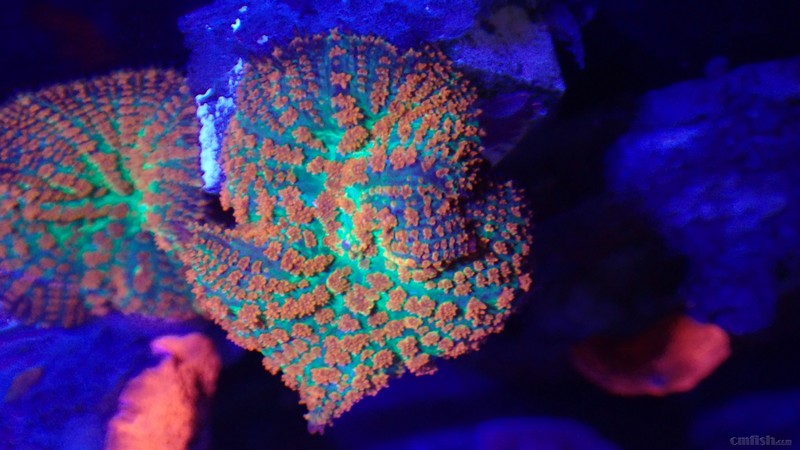 fl022.00461.gif (2).jpeg