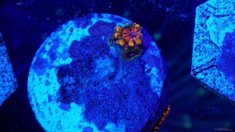 fl022.00461.gif (3).jpeg