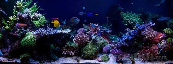 Scott Swanson��SPS��.jpg