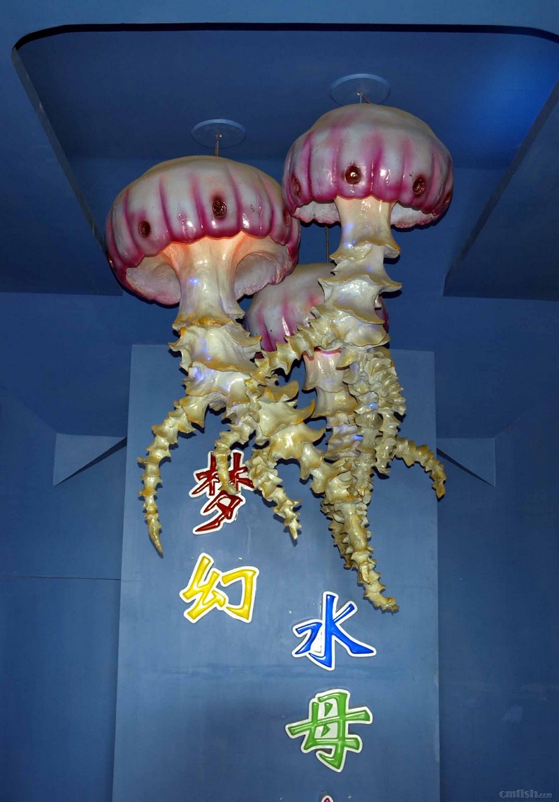 水母.jpg