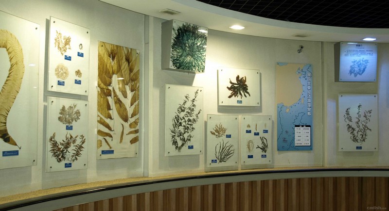 海洋生物标本馆2.jpg