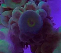 image005.png