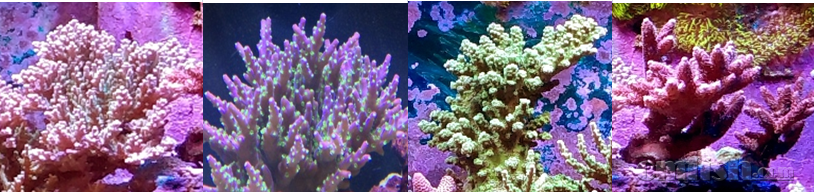 image009.png