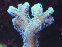 image013.png